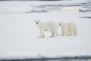 Greenpeace was in the Arctic to document the lowest sea ice on record, a low point projected to pass again this summer. 