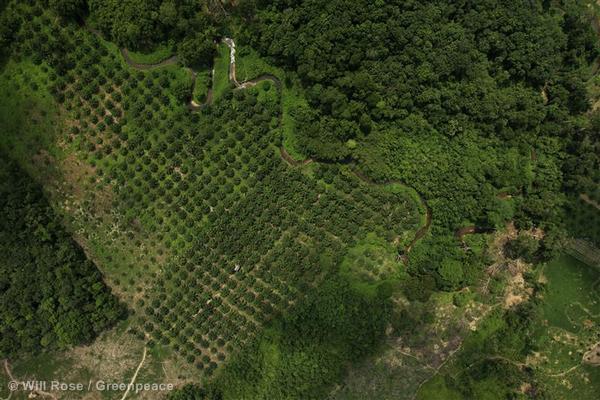 Much of the natural forest that once surrounded teh Kampar Peninsula has been destroyed to make way for palm oil plantations