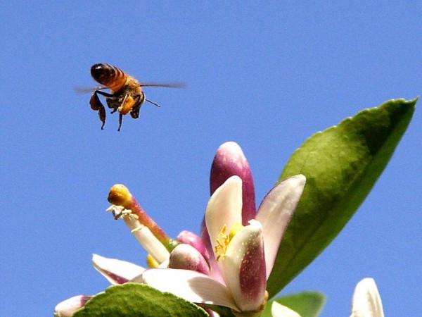 Another bee fact: Honey bees like to dig their faces into flowers.