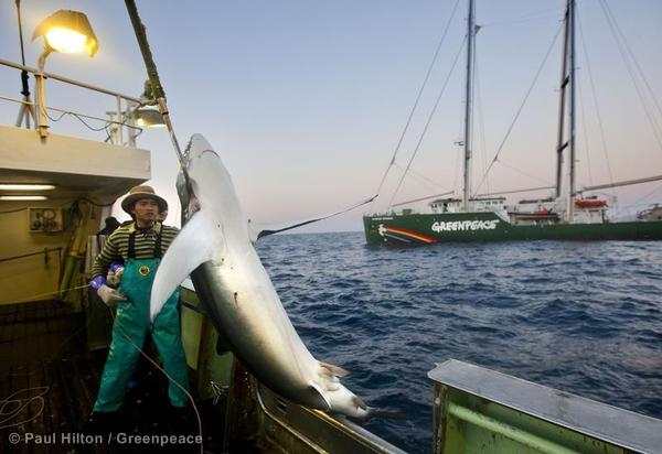 Blue shark caught on a longline