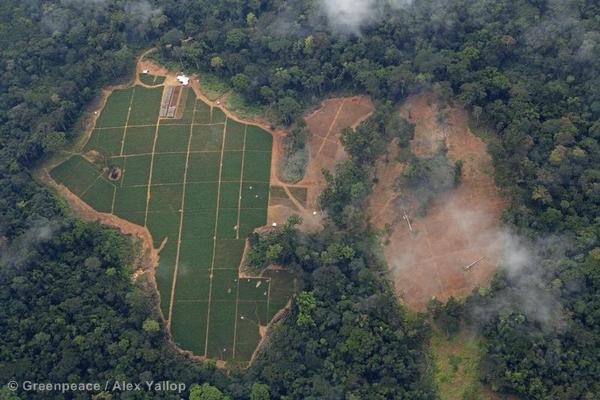 Oil palm nursery in a Herakles Farms concession area.