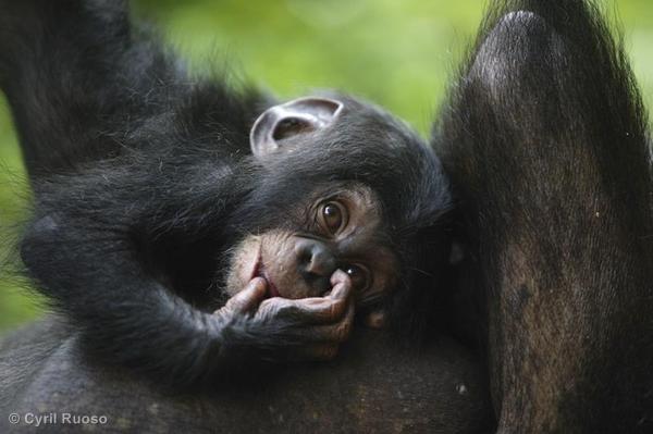 Chimpanzee in Nigeria