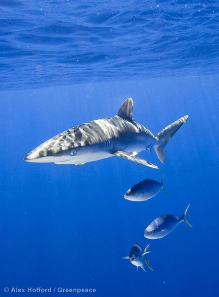 Shark in the Pacific Ocean