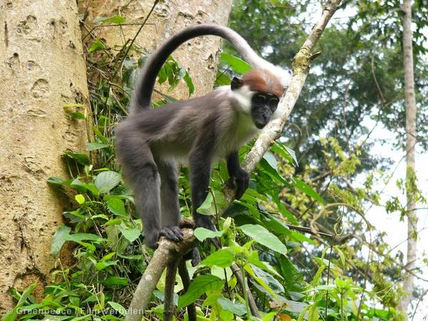 Red Capped Mangabeys in Cameroon