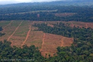 Oil Palm Nursery in Cameroon