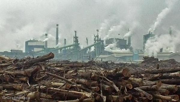 Stockpiles of rainforest logs at APP's Indah Kiat Perawang pulp mill.