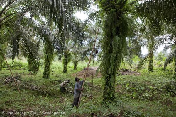 Local smallholder harvests palm oil fruits from farm in Africa