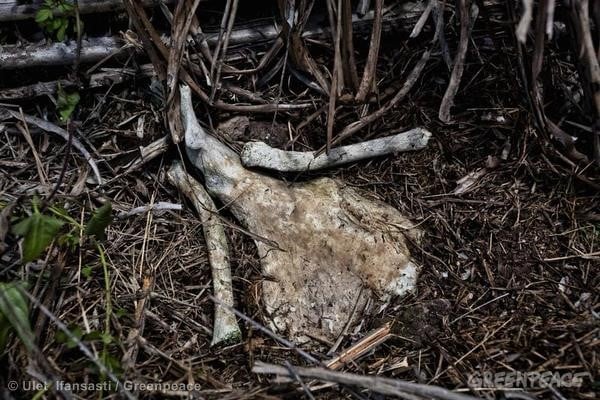 Orangutan bones near Tanjung Puting National Park