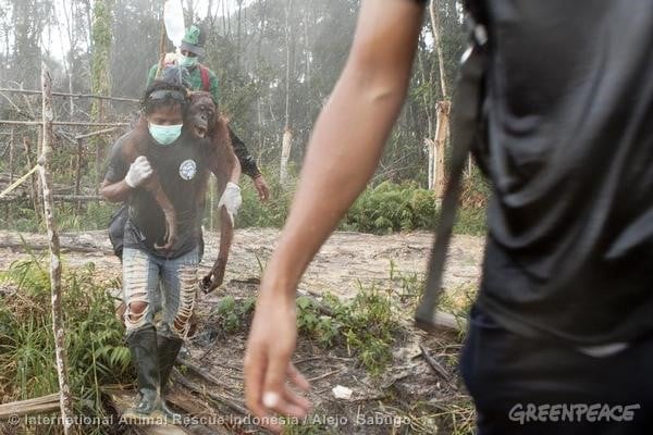 Orang-utan Rescue from Oil Palm Concession in Indonesia