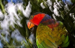 Black-capped Lory in Papua