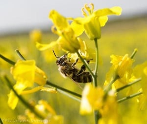 Bee on Rape Blossom in GermanyBiene auf Rapsbluete