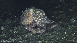 Giant Pacific octopus in Pribolof Canyon, Bering Sea.