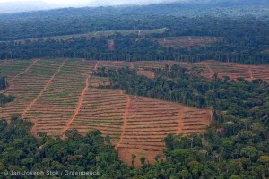 Aerial image of the oil palm nursery managed by Herakles Farms.