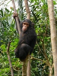 Chimpanzee hanging in a tree, Mefou, National Park, Cameroon.