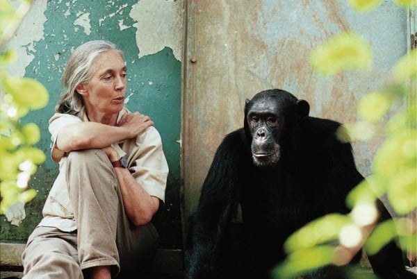 Photo  Michael Neugebauer courtesy of Jane Goodall Institute