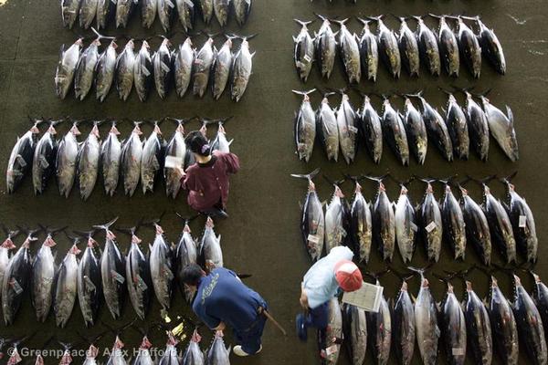 If You Eat Tuna, You Should Know These Five Fish - Greenpeace USA