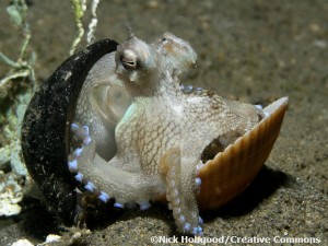 Octopus with shells