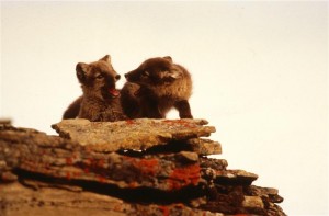 Arctic Fox and Bird Documentation (Norway : 1993)