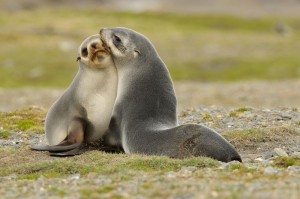 Fur Seals on South GeorgiaFellrobben