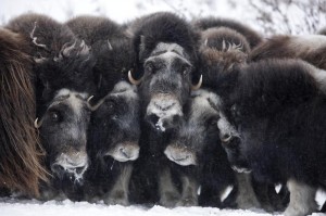 Musk OxMoschusochsen