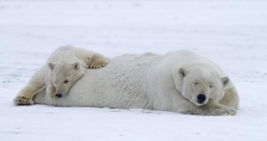 Polar BearsEisbaeren