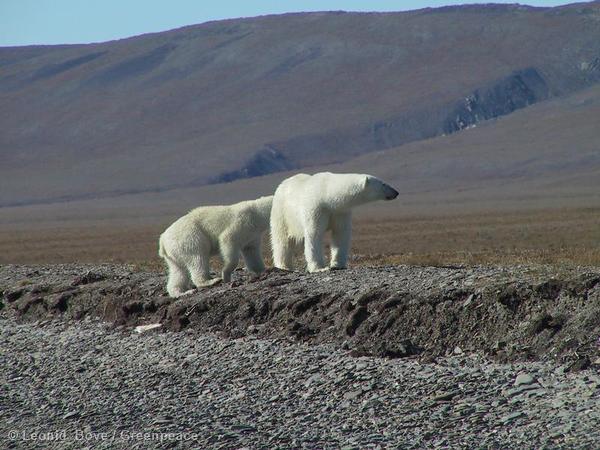 Polar Bears on Wrangel Island, Russia.
