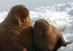 walrus mom