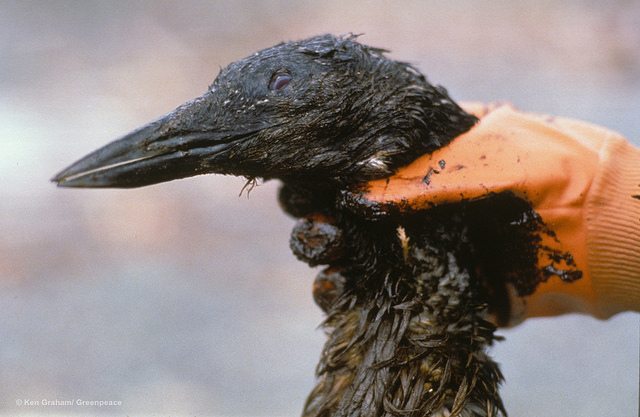 In Photos: Remembering the Exxon Valdez Oil Spill - Greenpeace USA