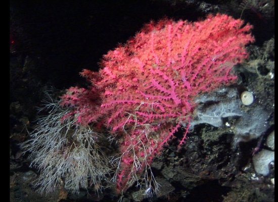 Deep Sea Coral Zhemchug Canyon