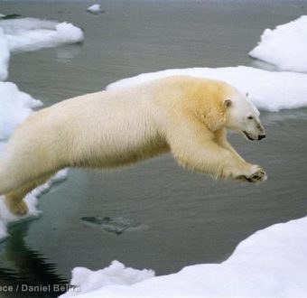 Polar bear jumping on iceflow, Herald Island, Chukchi Sea.