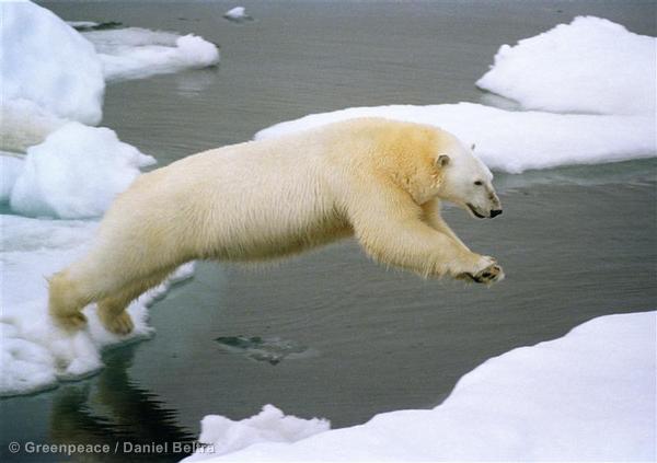 Polar bear jumping on iceflow, Herald Island, Chukchi Sea.