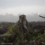 Deforestation in Sumatra