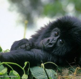 Mountain Gorilla in National Park in CongoBerggorilla im Kongo Regenwald