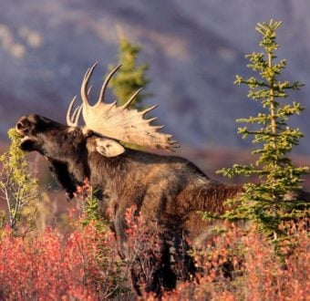 Moose in Alaska's Boreal Forest