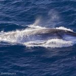 Minke Whale in the Indian Ocean