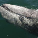 Grey Whale in the San Ignacio Lagoon