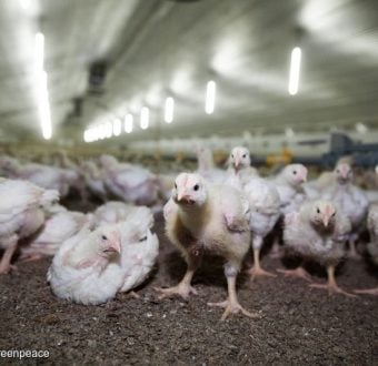 Chicken Fattening in North Germany