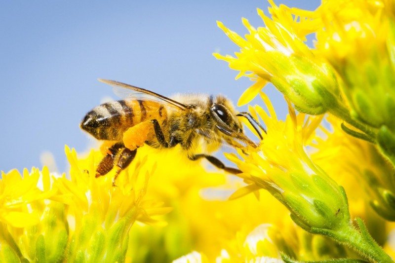 Save the Bees - Greenpeace USA
