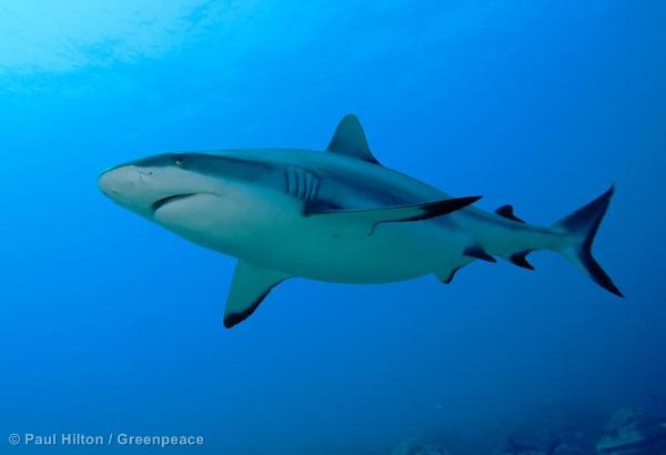Sharks - Greenpeace USA