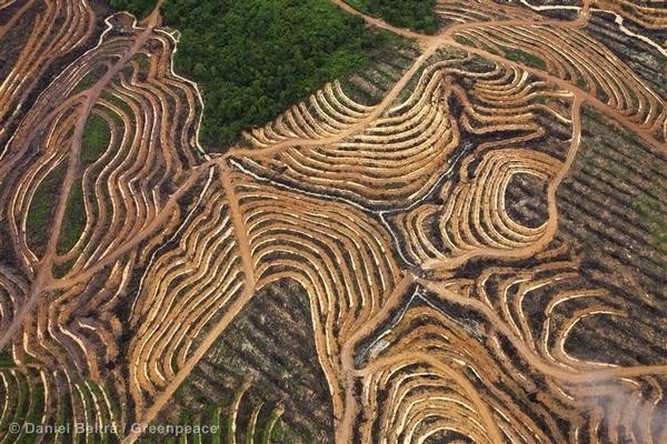 #NutellaGate - Deforestation