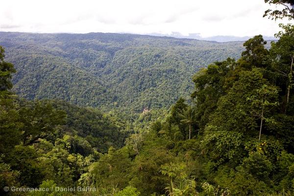 Rainforest near the Kebar mountains.