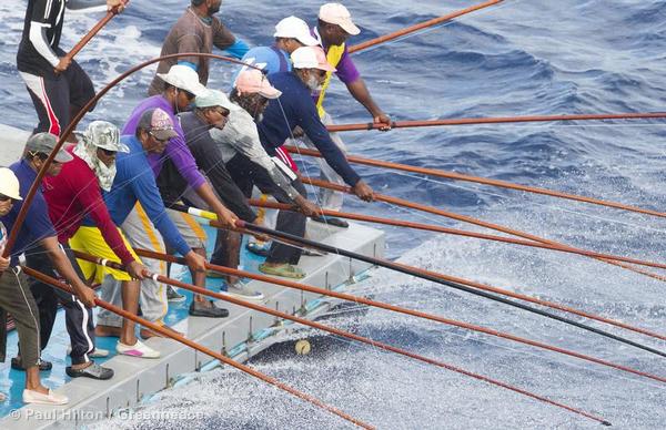 Pole & Line Fishing in the Maldives - Greenpeace USA