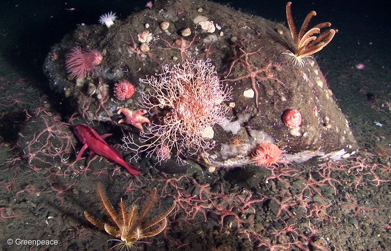 The Best Science on Alaska's Bering Sea Canyons Just Got Better -  Greenpeace USA