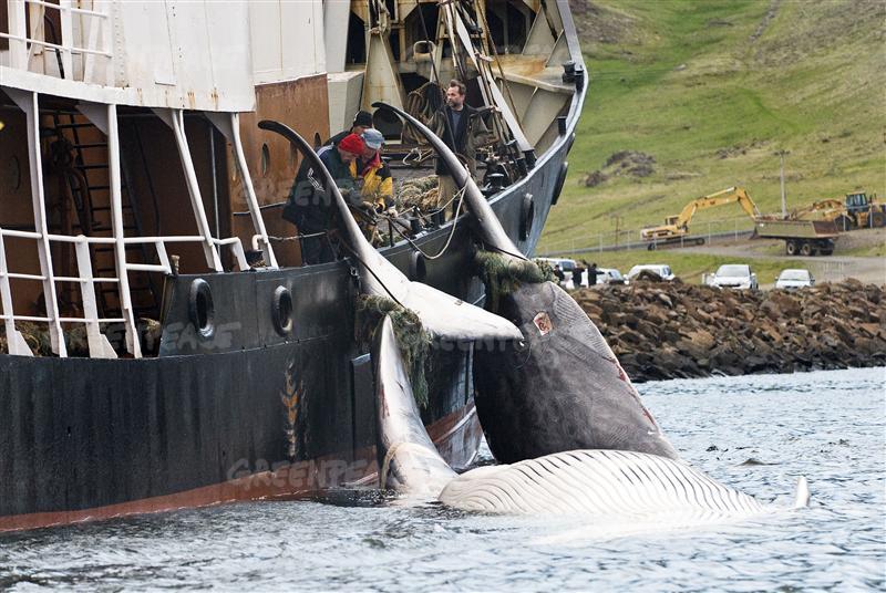 Documentation on Whaling in Iceland