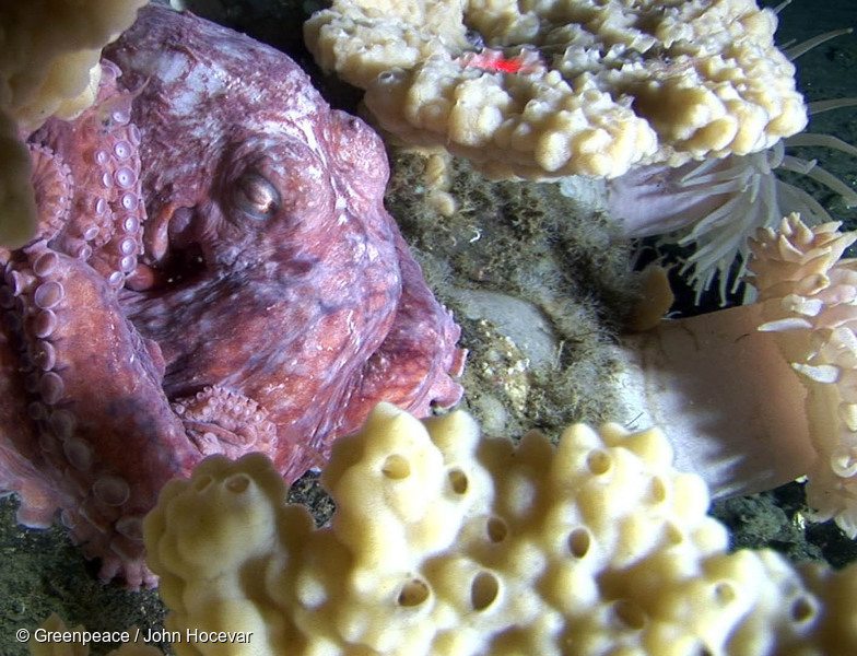 A Giant Pacific Octopus