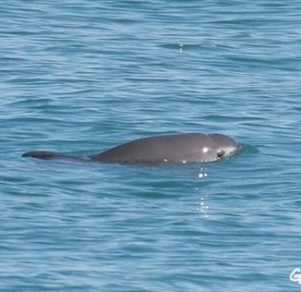 With only 60 remaining, the elusive vaquita is the most endangered porpoise in the world. © NOAA/Wikimedia Commons.