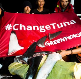 Greenpeace Ship Busts Illegal Tuna Fishing Operation on the Pacific High Sea