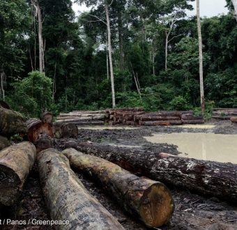 Illegal Logging in the Amazon