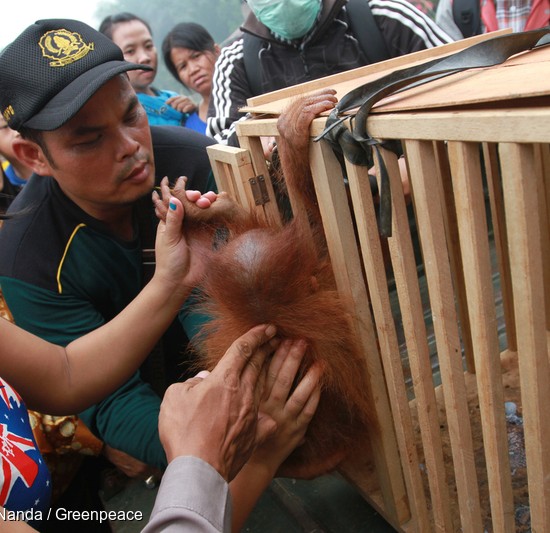 Ayu helps an officer from the National Conservation Agency place Otan into the cage.