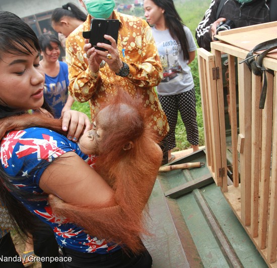 Ayu carries baby Otan to a cage so he can be taken to an orangutan sanctuary.